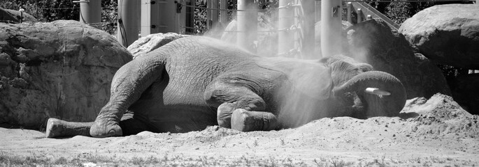 Sleeping in hot sand an african elephant is elephant of the genus Loxodonta. The genus consists of...