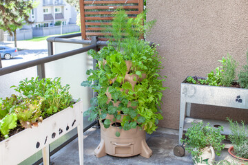 A tall vertical garden sits on an apartment balcony (patio) with fresh salad greens, herbs and...