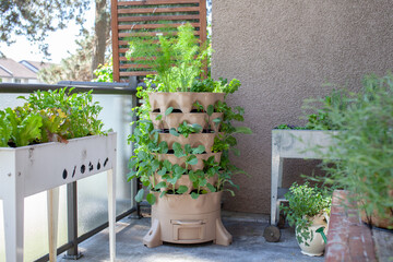 A tall vertical garden sits on an apartment balcony (patio) with fresh salad greens, herbs and...