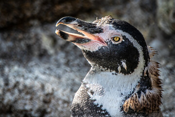 portrait of a penguine with its beak open