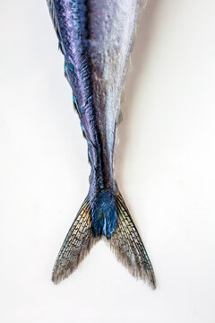 Blue fish tails 