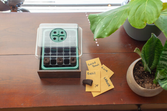 A Small Seed Starting Germination Kit Sits On A Desk By A Window In An Apartment. Peat Moss Plugs And Seeds Sit Beside It. Behind Is A Fiddleleaf Fig And A Snake Plant As Houseplants.