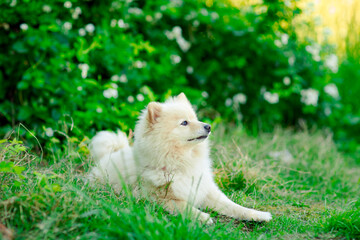 Naklejka na ściany i meble white, small, domestic dog of the spitz breed