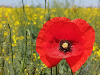 Closeup of stem with needles and red flower of common poppy - Papaver rhoeas,  in the  field of the yellow flowers of  rapeseed -  Brassica napus. - obrazy, fototapety, plakaty