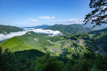 初夏の丸山千枚田