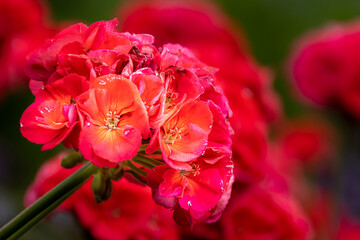 closeup view of a beautiful red Geranium blossom