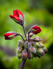 closeup view of a beautiful red Geranium stem with buds