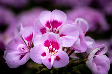 closeup view of a violet Geranium blossom