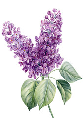 lilac flowers on white background, hand drawn watercolor illustration