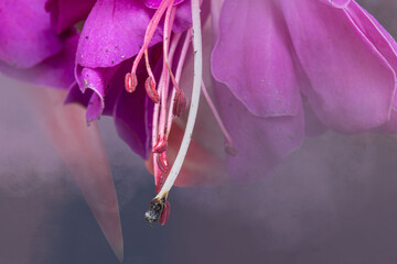 macro view of a Fusia blossom