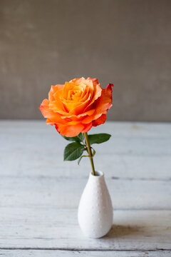 Single Rose In White Vase 