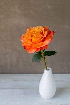 Single rose in white vase 