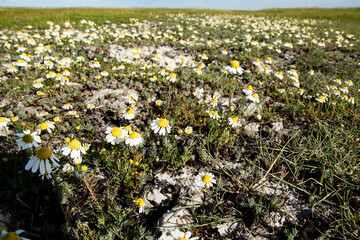 A wild field of chamomile in the spring sun