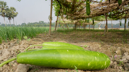 Pumpkin (scientific name: Lagenaria siceraria) is one of the winter vegetables. The color of the...
