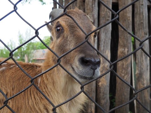 Himalayan tar. Mammal of the family of the Pole, the genus of tara, Hemitragus jemlahicus. Himalayan tar in the zoo. The animal looks at the camera through the bars