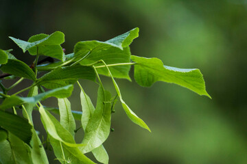 green linden leaves with linden flowers against the backdrop of green nature
