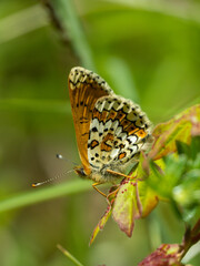 Newly Emerged Male Glanville Fritillary Butterfly