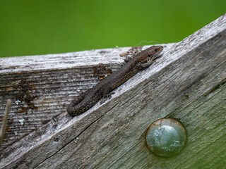 Common Lizard on a Wooden Fence