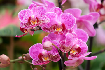 Blooming phalaenopsis orchid in a greenhouse - obrazy, fototapety, plakaty