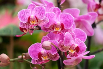 Poster Blooming phalaenopsis orchid in a greenhouse © irairopa