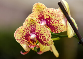 Blooming phalaenopsis orchid in a greenhouse