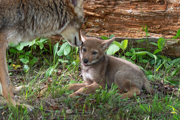 Adult Coyote (Canis latrans) Sniffs Pups Head Summer