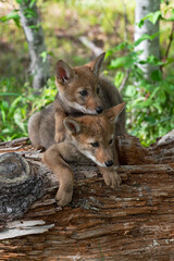 Naklejka na ściany i meble Coyote Pups (Canis latrans) Stack Heads While Sitting on Log Summer