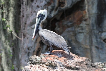 Pelican on the rock. Los Haitises National Park, Dominican Republic