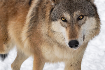 Obraz premium Grey Wolf (Canis lupus) Walks Up Close Winter