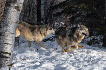 Grey Wolves (Canis lupus) Run Out of Woods Winter