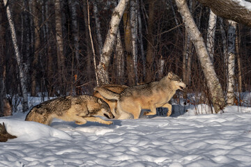 Grey Wolves (Canis lupus) Run Right Along Woods Winter © geoffkuchera