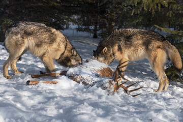 Two Grey Wolves (Canis lupus) Feed on Body of White-tail Deer Winter
