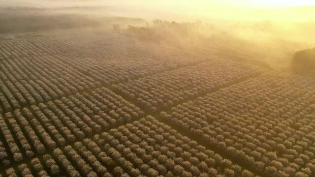 Aerial view of fruit orchard in spring season. Cherry trees blooming. Beautiful rural landscape, countryside scenery