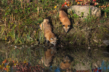 Two Red Fox (Vulpes vulpes) Investigate Shore Edge Autumn