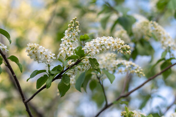 blossoming tree in spring