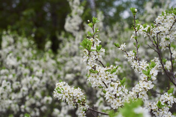 close up of branches