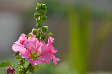 Hollyhock (also known as Alcea Rosea and Malva) growing in a garden. Pink Flower of a hollyhock, close up with blurring background. Selective Focus on Subject.