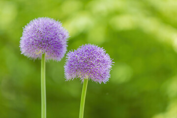 Purple flower of the perennial herbaceous plant Allium Wallichii from the family Alliaceae