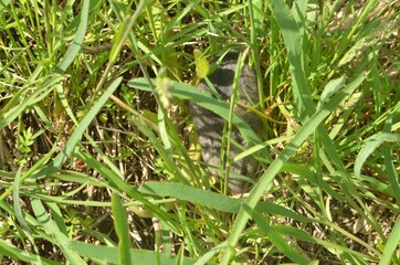 A field mouse lurks in the thick grass