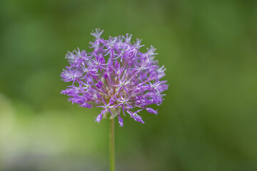 Purple flower of the perennial herbaceous plant Allium Wallichii from the family Alliaceae