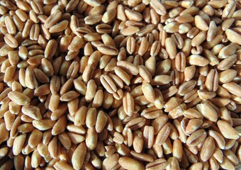Spelled grains background, close-up, raw organic.