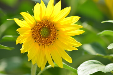 Blooming Sunflower closeup view, sunflower natural background, sunflower field. Blurry background.