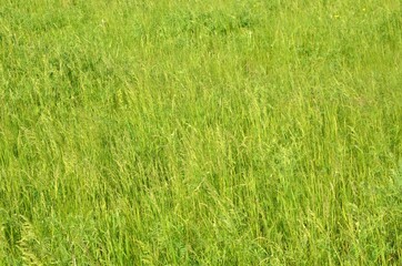 Spring, we see green, dense, already grown grass

