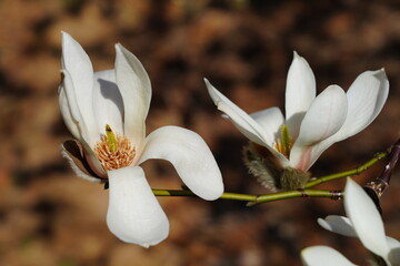 Pink and white flowers of a saucer magnolia tree in spring