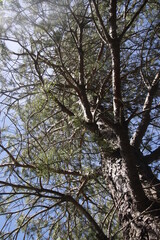 Tree in the countryside
