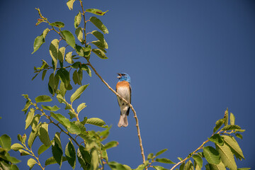  Lazuli Bunting Passerina amoena Singing in a Tree  Room for a Title 