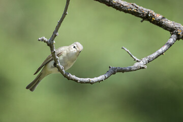 Warbling Vireo Vireo gilvus Close-Up Perched on a Branch