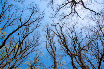 Look up Spring trees as a background