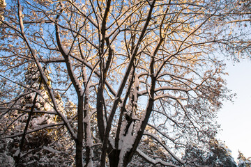 Fototapeta na wymiar a beautiful old maple tree against the blue winter sky.the branches of a maple tree covered with a thick layer of snow and frost