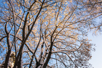 a beautiful old maple tree against the blue winter sky.the branches of a maple tree covered with a thick layer of snow and frost